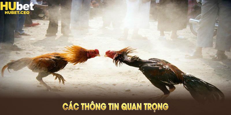 Các thông tin quan trọng về đá gà cựa sắt đang được nhiều người săn đón