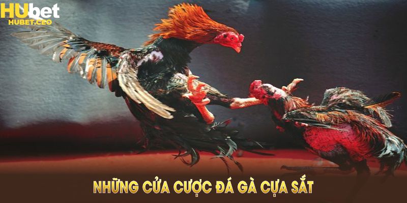 Những cửa cược đá gà cựa sắt cơ bản cần nắm để tối ưu lợi nhuận