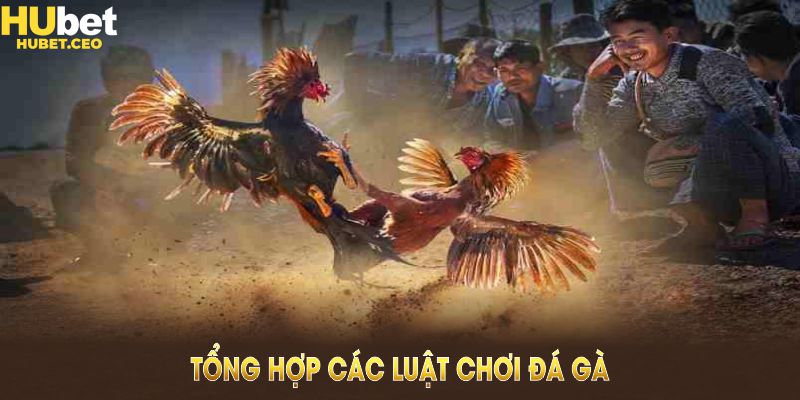 Tổng hợp các luật chơi đá gà cựa sắt cơ bản mà người mới cần nắm
